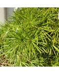 Sciadopitys verticillata догляд